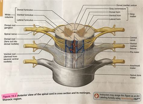 Exercise 19 Labeling cervical spinal cord Diagram Quizlet