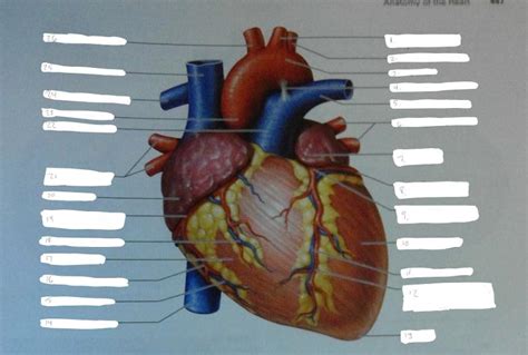 Exercise 30: Anatomy of the Heart Flashcards - Easy Notecards