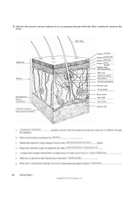 Exercise 7 The Integumentary System Review Sheet Worksheets Library