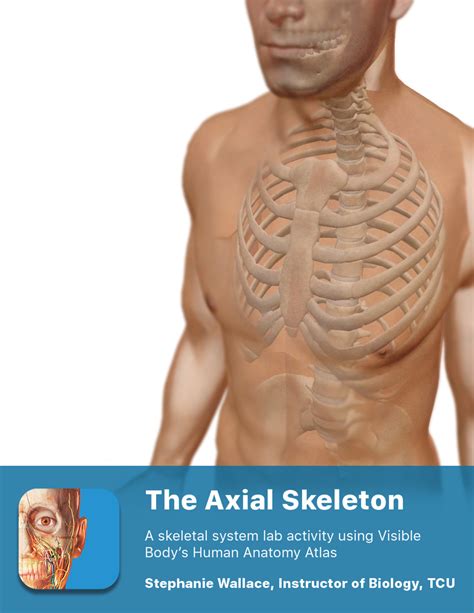 Exercise 8 lab manual axial skeleton. - Bell howell 1443 1462 1481 manual nederlands french svenska.