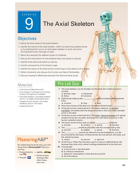Exercise 9 the axial skeleton. Start studying Exercise 9: The Axial Skeleton. Learn vocabulary, terms, and more with flashcards, games, and other study tools. 