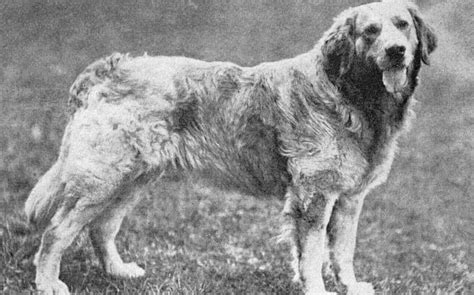 Exercise Grooming The Golden Retriever is believed to have originated from the Russian tracker dog which has now gone into extinction