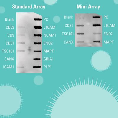 Exo-Check Exosome Antibody Array (Neuro) Mini - BioCat