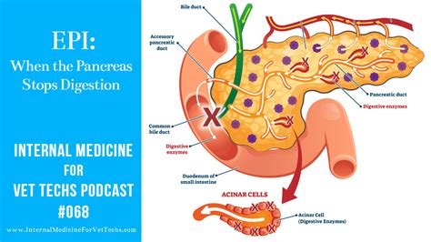 Exocrine pancreatic insufficiency in cats (EPI)