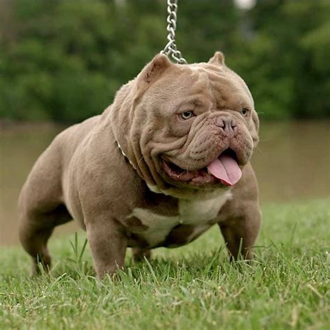 Exoctic bully. Exotic Bullies vs. American Bullies – Physical Appearance. An Exotic Bully is a small to medium-sized dog with a short, thick coat. The head is large and round with a short muzzle. The eyes are typically dark and set far apart. The ears may be cropped or left natural. The Bully is a medium to large-sized dog with a short, thick coat. 