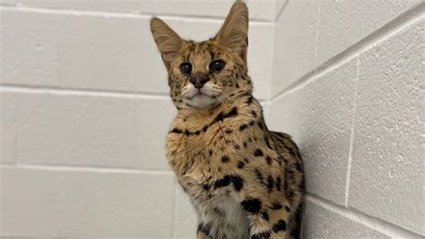 Exotic Serval Cat Found in MA, Thousands of Miles From Home