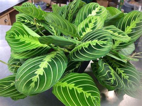 Exotic angel plant care. Humidity is beneficial to most tropical Exotic Angel plants. A humidity level of 40 to 50 percent is ideal. To boost humidity, try using a humidifier, placing the plant on a pebble … 