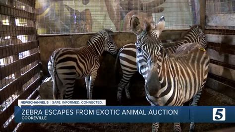 Sep 29, 2023 · COOKEVILLE, Tenn. (WZTV) - An animal auction, cited several times by the department of agriculture, is back in the hot seat after an animal rescue group released a disturbing video. This led....