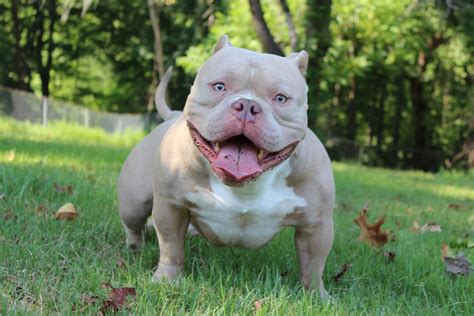  Our Bullymon Bully puppies are hand raised in a family home environment, surrounded with lots of love, affection and attention. They spend a lot of time interacting with other dogs, animals, and playing with children and human companion. 