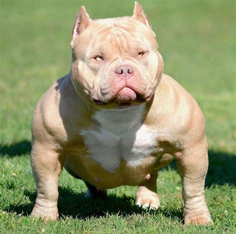 This exotic bully dog, or exotic bully pocket, is a distant relative of a distant relative of the American bully. To know a few fun facts about this exotic bully, you should definitely know. It Was First Bred In 2008; They Cost Upto $20,000; They Appear In More Than 20 Colors; Micro Exotic Bully; They Have Many Wrinkles And Layers; Not All .... 