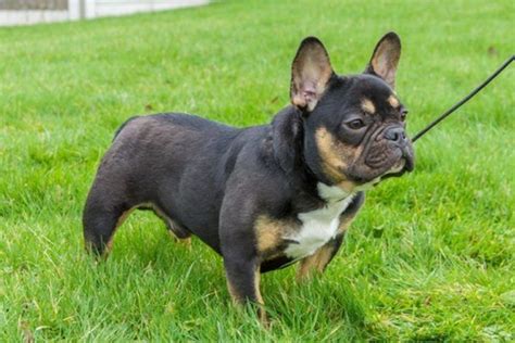 This rare variation of French Bulldogs is the res