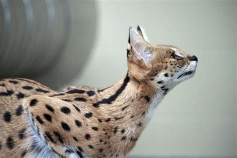 Exotic cat rescued from a tree in Ohio tests positive for cocaine