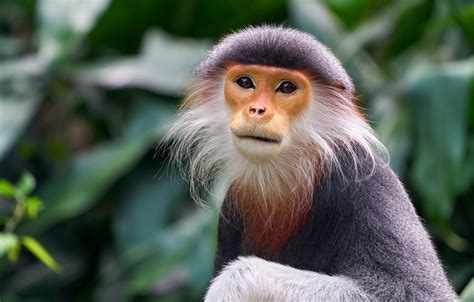 Exotic monkey. This post has been updated. This post has been updated. India’s Parliament complex will soon resonate with cries of grown men imitating the call of langurs, a kind of monkey mostly... 