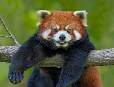Exotic pandaxxx. Things To Know About Exotic pandaxxx. 