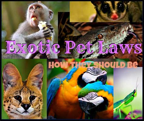 Exotic pet laws in pa. Some of the more common exotic animals kept as pets in Pennsylvania include snakes, lizards, turtles, and spiders. However, there are a wide variety of other animals that can be kept as pets in the state, including hedgehogs, ferrets, and chinchillas. In order to keep an exotic animal as a pet in Pennsylvania, the owner must first obtain a ... 