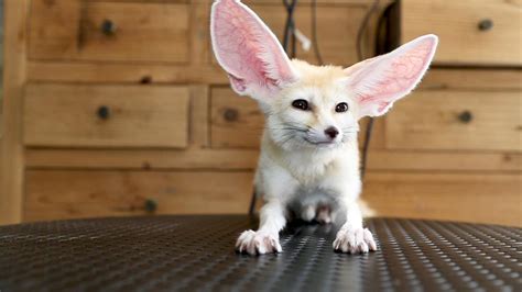 Exotic pets for sale in oklahoma. If you are wanting to breed and sell foxes, a Commercial Wildlife Breeder Permit from the State of Oklahoma and a USDA Class A Pet Breeder license is required ( ... 