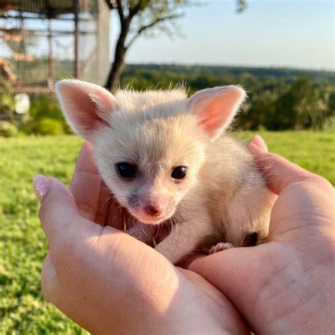 Exotic pets for sale in texas. Sterilizing your fox will also reduce aggression and urine marking. Contact us to reserve your fennec fox ($3500/4000), bat-eared fox ($6000/6500), or cape fox ($4500/5000) kit. Prepaid $1000 deposit and an approved adoption application required reserve. Click here for waiting list order. Photos are not taken until kits are 3 weeks old. 