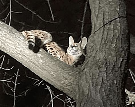 Exotic serval cat rescued from tree tests positive for cocaine