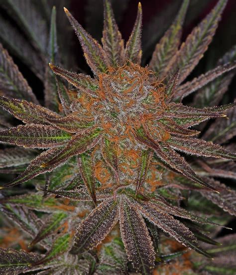 Exotic strains of weed. Exotic marijuana strains are typically thought of as the most beautiful and strongest genetic lines of the species. Though every single person will find at least some difference between what they might call exotic when compared to other consumers, every cannabis enthusiast will agree that these are some of the best weed strains of all time, … 