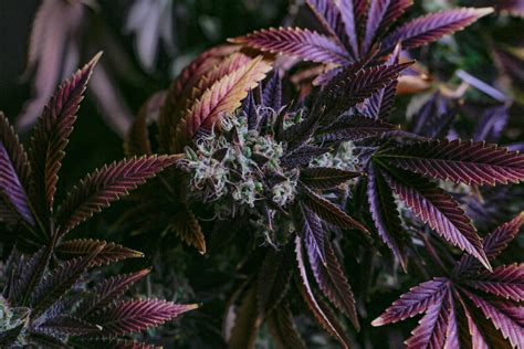 Exotic weed strains. Browse the most comprehensive marijuana strain database on the web! Read strain reviews, discover new strains, and learn more about your favorites. ... Strains lists; exotic; 