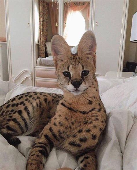 🔥 Exoticcute Leaked [HD] 54 Videos