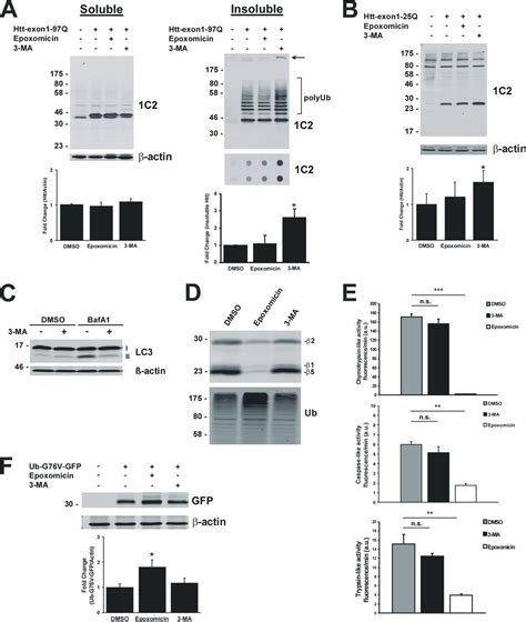 Expanded Polyglutamine-containing N-terminal Huntingtin