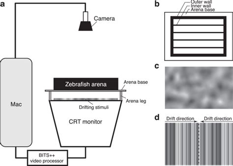 Experience-dependent development of visual sensitivity in larval ...