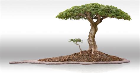 Experiencing the ancient art of bonsai in Kyoto