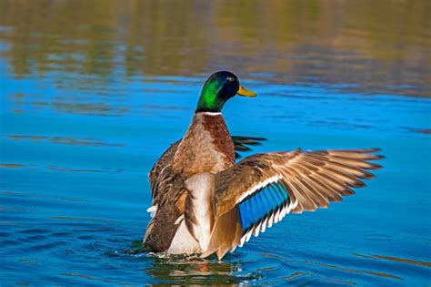 Experiment shows it is possible for fish to migrate via …