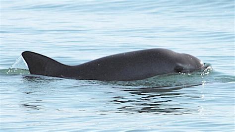 Experts doubt Mexico’s pledge to protect endangered porpoise