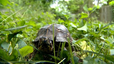 Experts say wild box turtles as pets is a bad idea