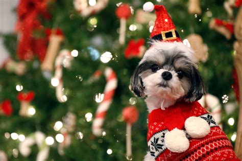 Experts stress caution during holiday season as mystery dog illness continues to circulate in Colorado