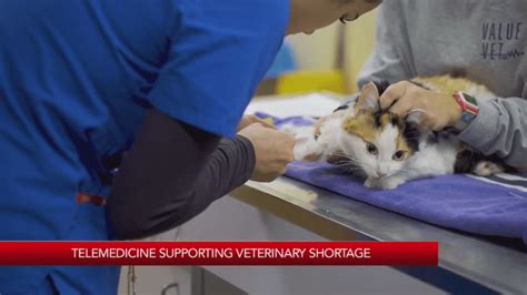 Experts tout tele-health for pets as solution to vet shortage