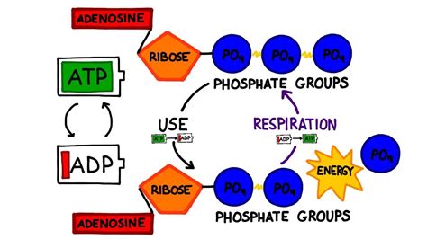 Explain How Energy Is Released From Atp Wasfa Blog