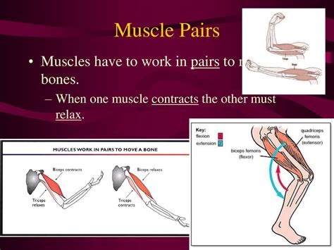 Explain how muscles work in pairs