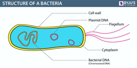 Explain the Structure of bacteria - BYJU