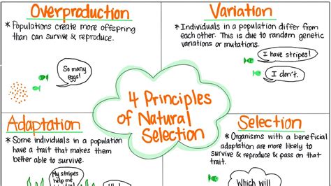 Natural selection is based on four main principles: variation, overproduction, adaptation and descent with modification. Briefly explain how each of these principles is necessary for natural selection to occur. Click the card to flip 👆 Variation = natural variation in genetic code, due to mutations. Without this, change would never occur.. 