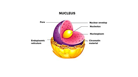Explain the nucleus of a cell with a neat labeled diagram Science