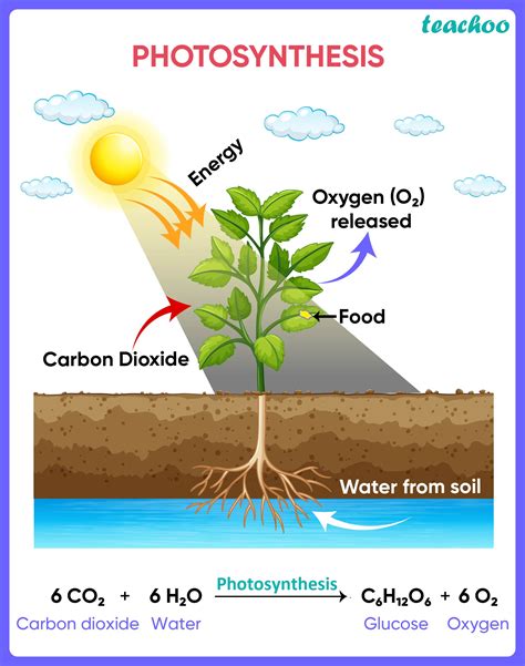 Explain the process of photosynthesis for class 7.  What happens to Video: Phot...