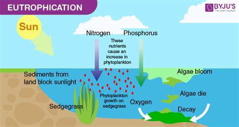Explain the term cultural eutrophication and its primary cause.  explain, expound, explicat...