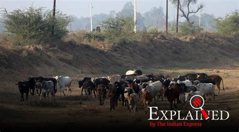 Explained: The American vs Indian cow debate