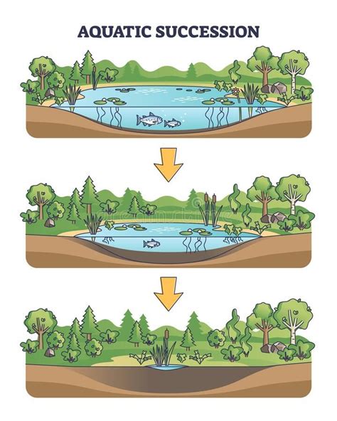 Explaining Lake Succession Actforlibraries.org