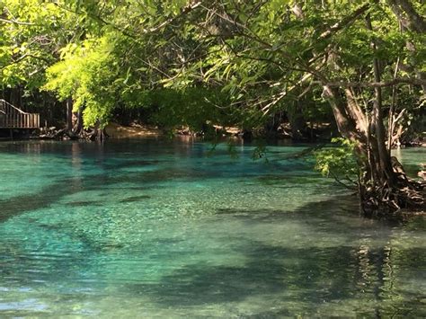 Explore Dozens Of Springs Along Holmes Creek In Florida …