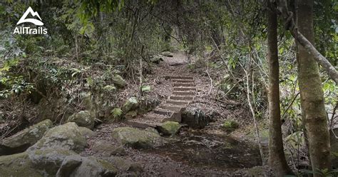 Explore The Pines, Watagans AllTrails