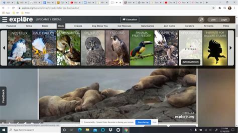 Explore live cam. ​Click the different tabs below to indulge in watching each of the live cams - located in three remote locations from Big Sur to San Simeon, California. Special ... 