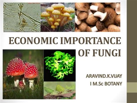 Explore the various Economic Importance Of Fungi