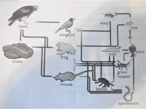 Exploring Creation Biology Module 3 Test Answers