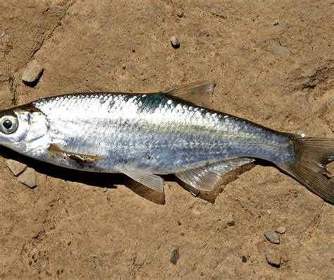 Exploring Dead Fish Meaning: Is The Symbolism Truth …