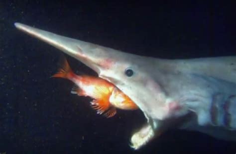 Exploring The Mysterious Behaviour Of Goblin Sharks: Group …