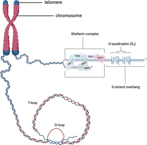 Exploring the Causal Relationship Between Telomere Biology and ...